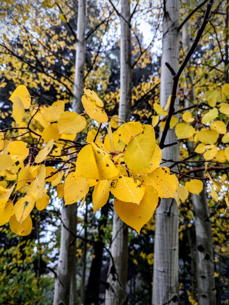 Gold aspen leaves in Colorado